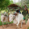 Bullock cart tour