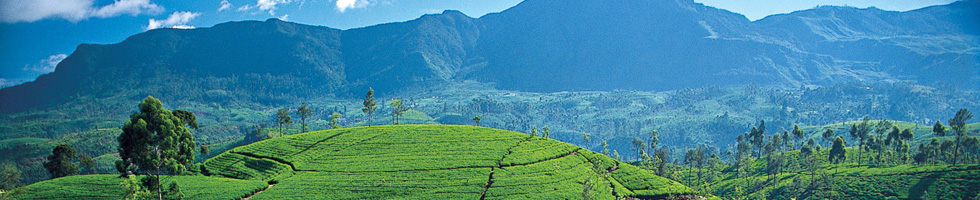 tea estate sri lanka