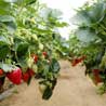 Strawbery Farm Nuwara Eliya