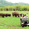 Minneriya Sanctuary