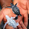 Turtle hatchery habaraduwa