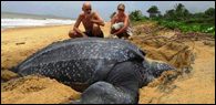 Turtle watching at Rekawa