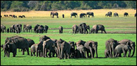 Elephant Gathering at Minneriya