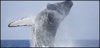 Whale watching