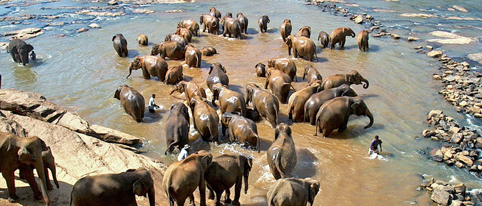 Pinnawala Elephant Orphanage