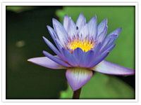 Blue water lily - Sri Lankan National Flower