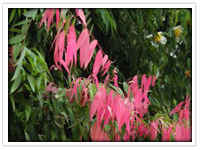 Iron Wood - National Tree of Sri Lanka