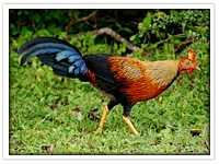 Jungle Fowl