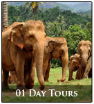 01 day tours